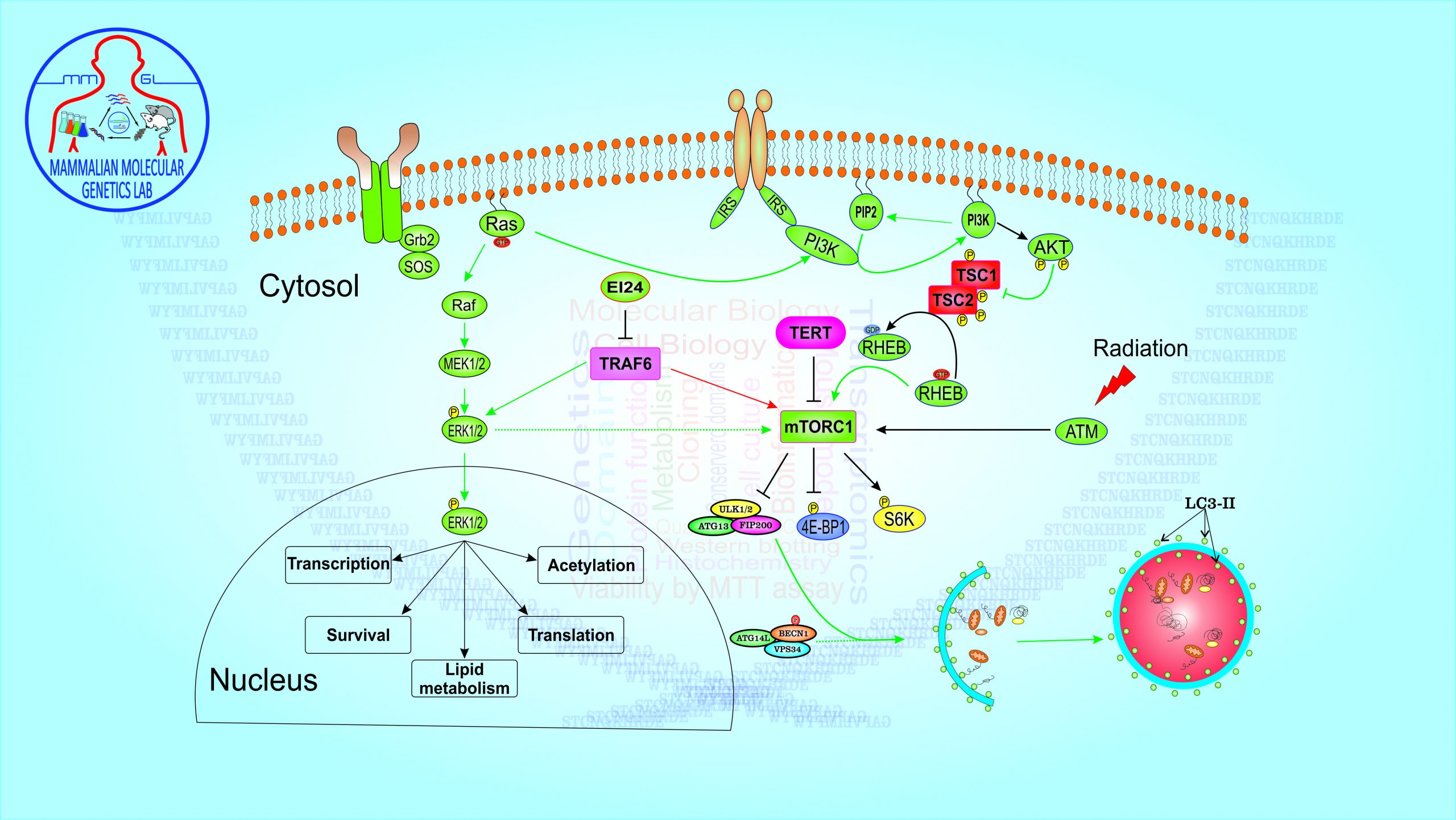 MMGL - Life Sciences by Dr. Muhammad Ali